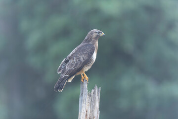 Common Buzzard Buteo buteo in close view