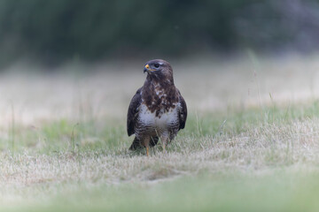 Common Buzzard Buteo buteo in close view