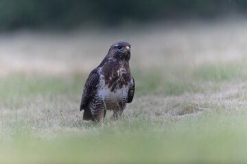 Common Buzzard Buteo buteo in close view