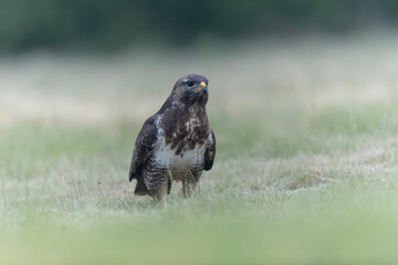 Common Buzzard Buteo buteo in close view