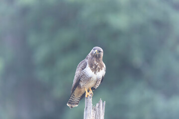 Common Buzzard Buteo buteo in close view