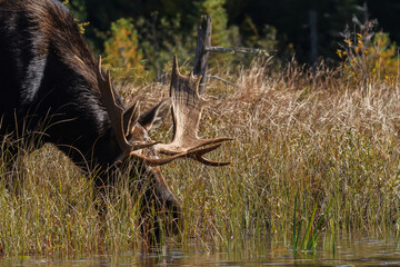 Bull moose drinking from a small river during the fall rut. 