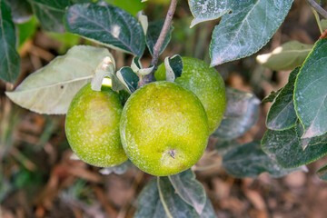 Manzanas Granny Smith en la rama del árbol