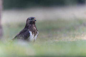 Common Buzzard Buteo buteo in close view