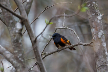 Male American Redstart perched in a tree during spring migration.