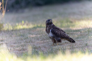 Common Buzzard Buteo buteo in close view