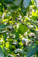 Manzana Granny Smith en la rama del árbol