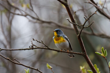 Northern Parula perched in a tree. 