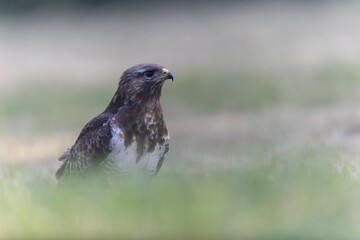 Common Buzzard Buteo buteo in close view