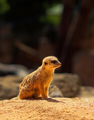meerkat on the ground