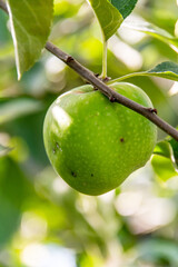 Manzana Granny Smith en la rama del árbol