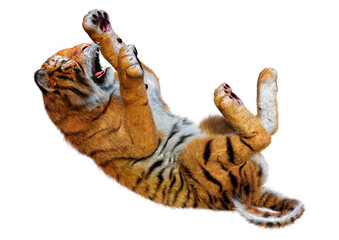 3D Rendering Big Cat Tiger on White