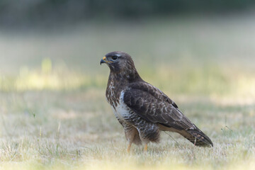 Common Buzzard Buteo buteo in close view