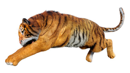 3D Rendering Big Cat Tiger on White