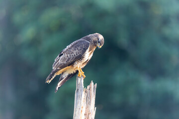 Common Buzzard Buteo buteo in close view