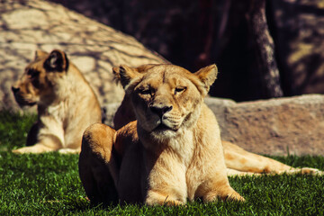 lioness laying
