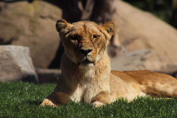 lion cub in the grass