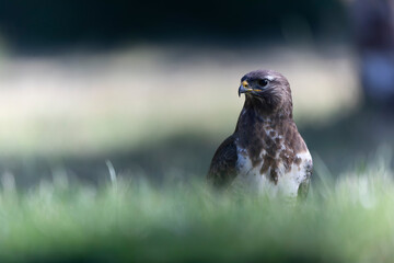 Common Buzzard Buteo buteo in close view