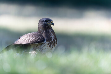 Common Buzzard Buteo buteo in close view