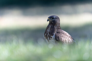 Common Buzzard Buteo buteo in close view