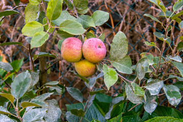 Manzanas Fuji colgando de la rama del árbol
