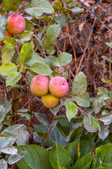 Manzanas Fuji colgando de la rama del árbol