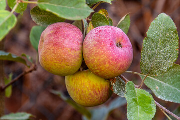 Manzanas Fuji colgando de la rama del árbol