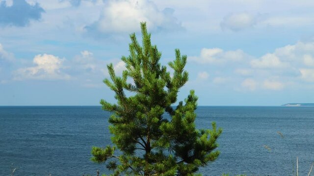 Close view of small pine tree and grass moving in wind by open ocean