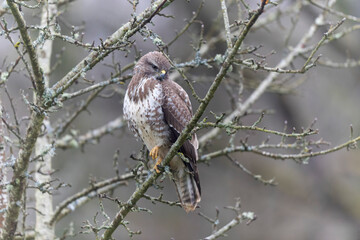 Common Buzzard Buteo buteo in close view