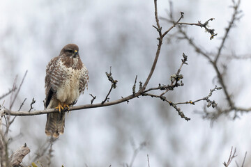 Common Buzzard Buteo buteo in close view