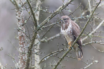 Common Buzzard Buteo buteo in close view