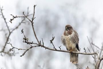 Common Buzzard Buteo buteo in close view