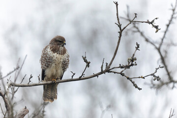 Common Buzzard Buteo buteo in close view