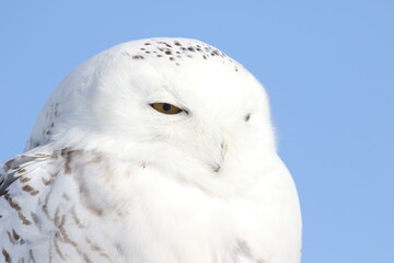 Harfang des neiges, canada