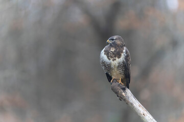 Common Buzzard Buteo buteo in close view