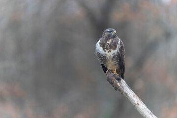 Common Buzzard Buteo buteo in close view
