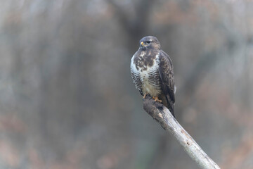 Common Buzzard Buteo buteo in close view