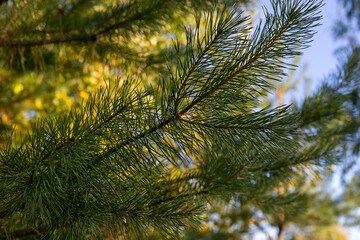 Evergreen pine tree closeup of branch and pine needles waving in wind on bright day in spring - coniferous tree