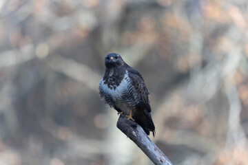 Common Buzzard Buteo buteo in close view