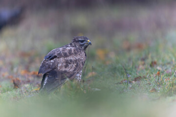 Common Buzzard Buteo buteo in close view