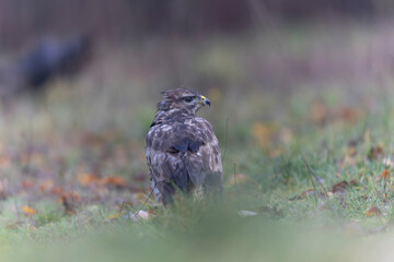 Common Buzzard Buteo buteo in close view