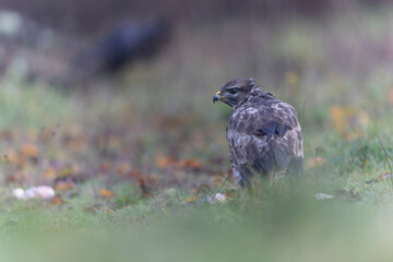 Common Buzzard Buteo buteo in close view