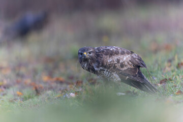 Common Buzzard Buteo buteo in close view