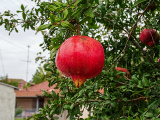 Beautiful pomegranate ripen red fruit on tree brach