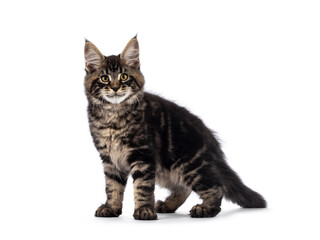 Impressive black tabby Maine Coon cat kitten, standing side ways. Looking towards camera with golden eyes. Isolated on a white background.