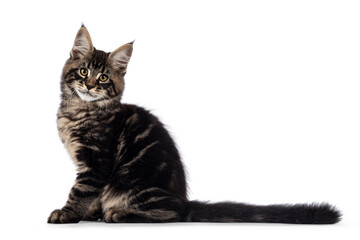Obraz premium Impressive black tabby Maine Coon cat kitten, sitting side ways with tail stretched behind body. Looking towards camera with golden eyes. Isolated on a white background.