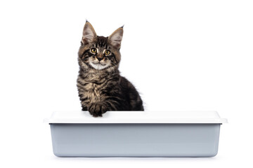 Impressive black tabby Maine Coon cat kitten, siting facing front in litter box. Looking towards camera with golden eyes. Isolated on a white background.