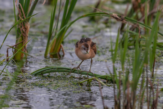 Little Crake (Porzana parva) perched on cane in pond