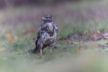 Common Buzzard Buteo buteo in close view