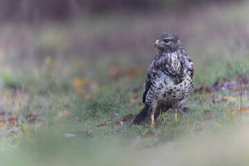 Common Buzzard Buteo buteo in close view